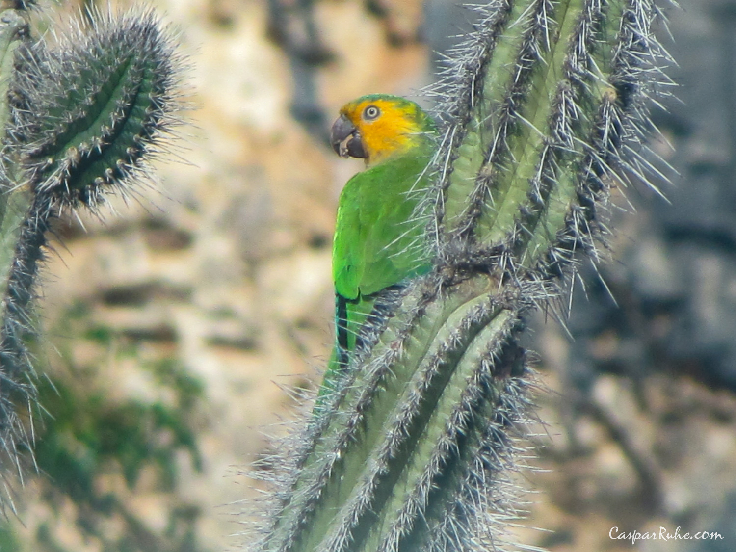 Yellow-Shouldered Parrot